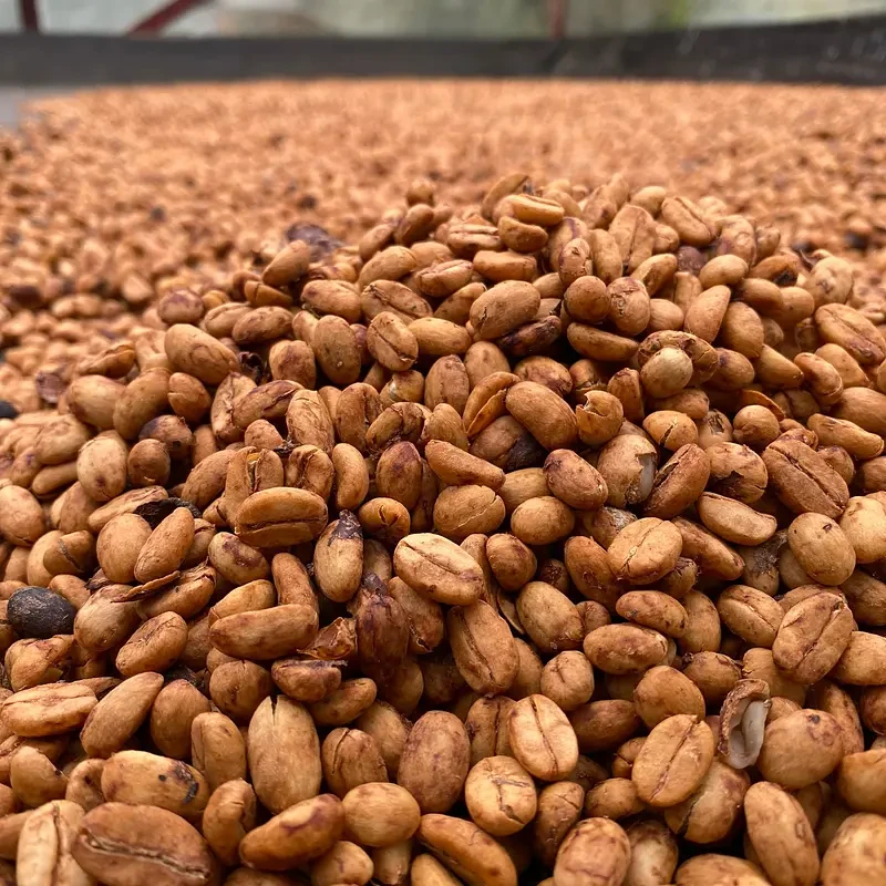 Aricha Grade - photo 1